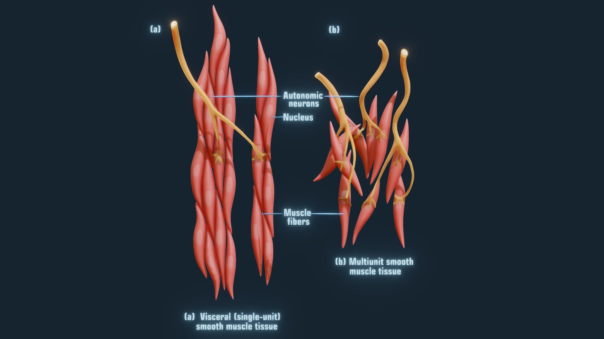 Smooth Muscle Anatomy 3d model