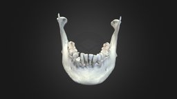 Human Mandible