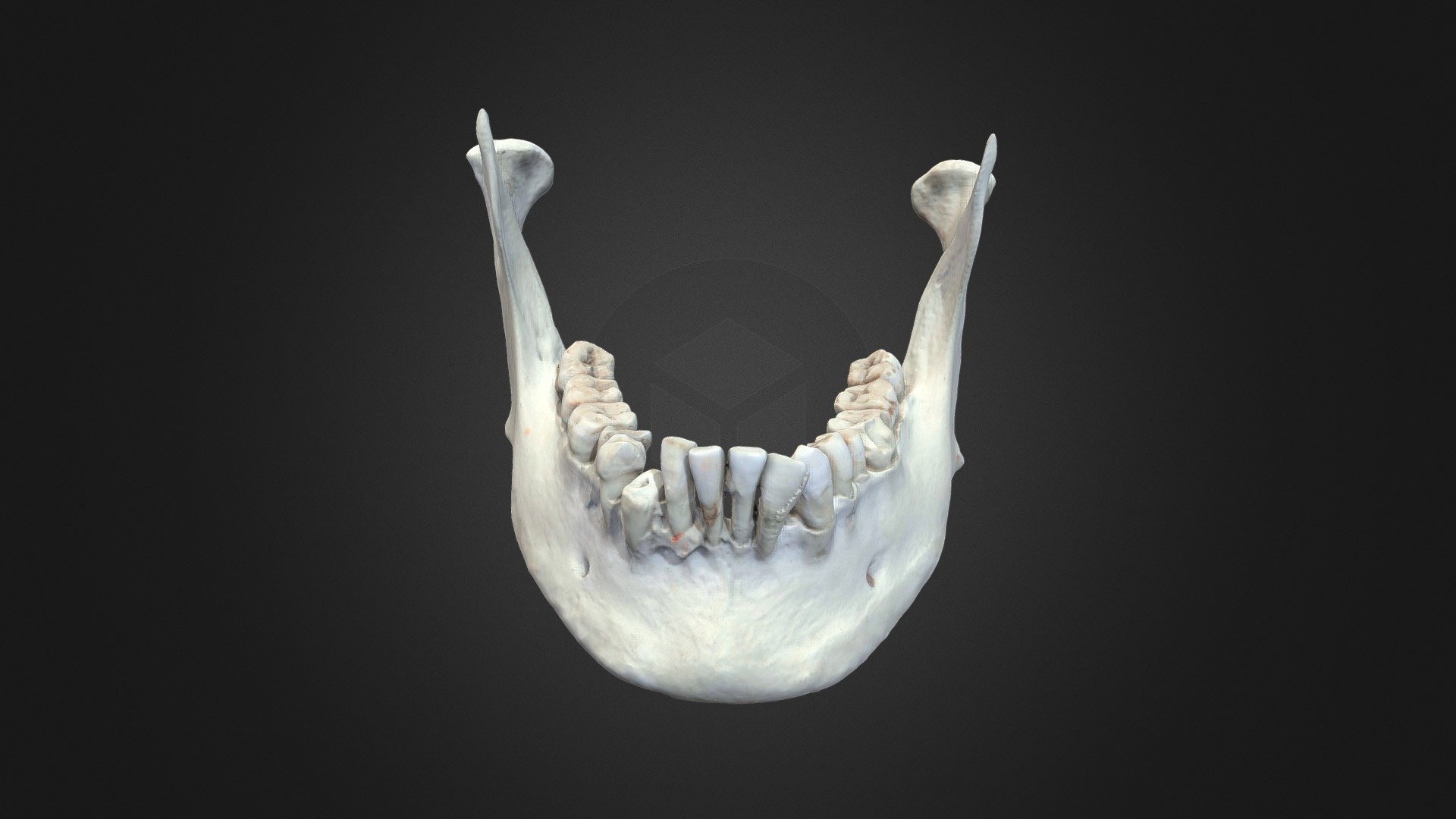 Human Mandible 3d model