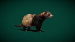 European Polecat (LowPoly)