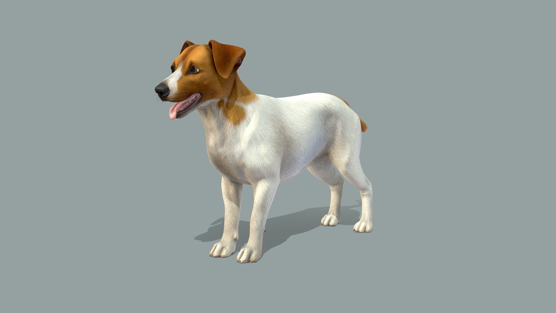 Dog 3d model