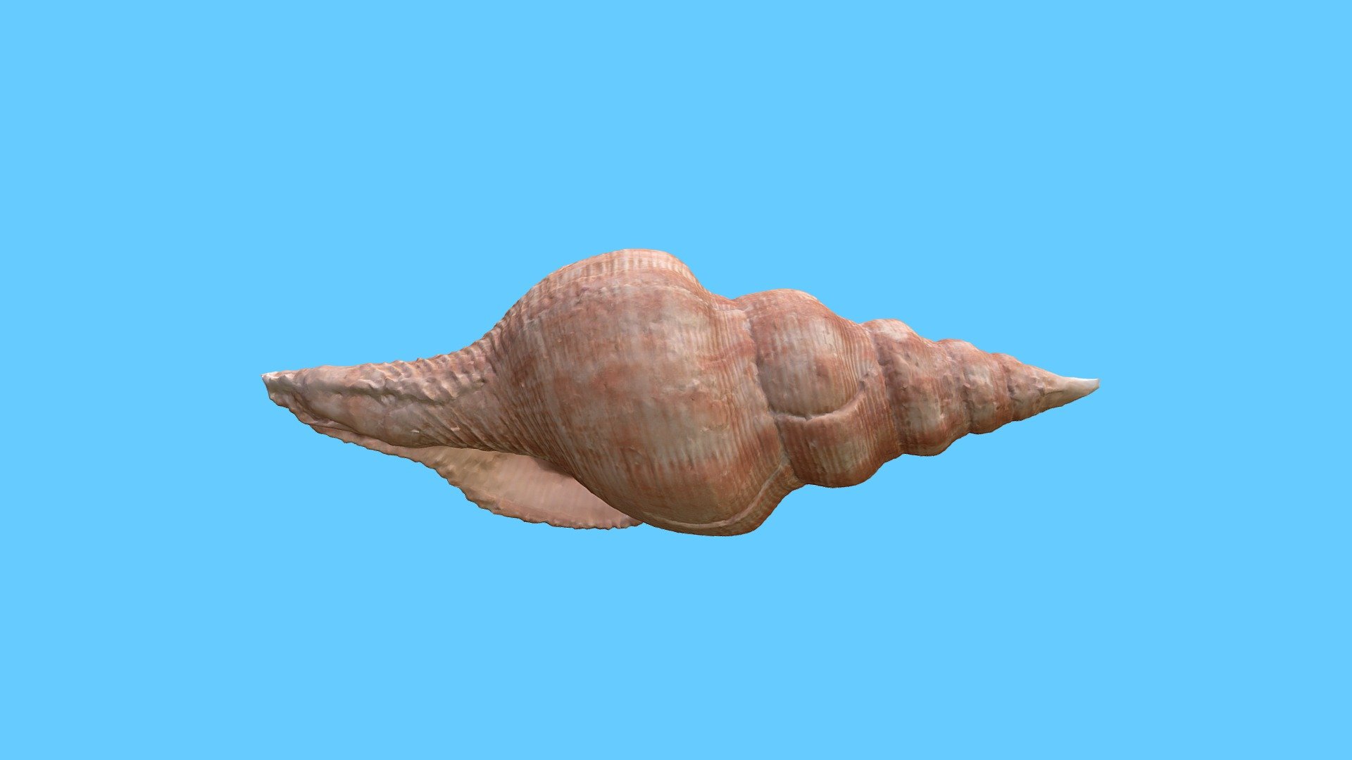 Mollusk Shell 3d model