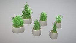 Concrete Pipe Pots with Bushes 1