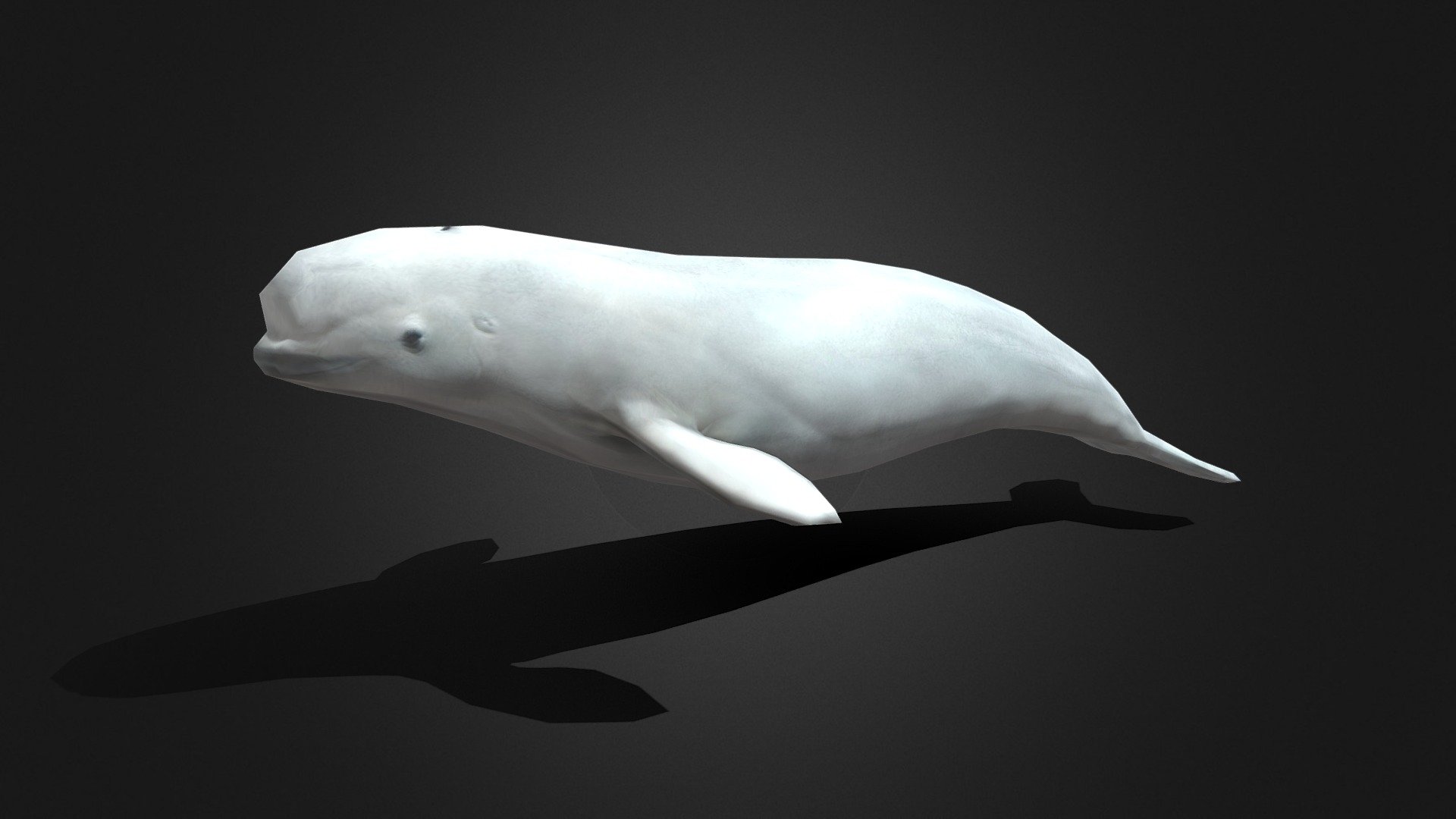 Low Poly Baby Beluga Whale 3d model