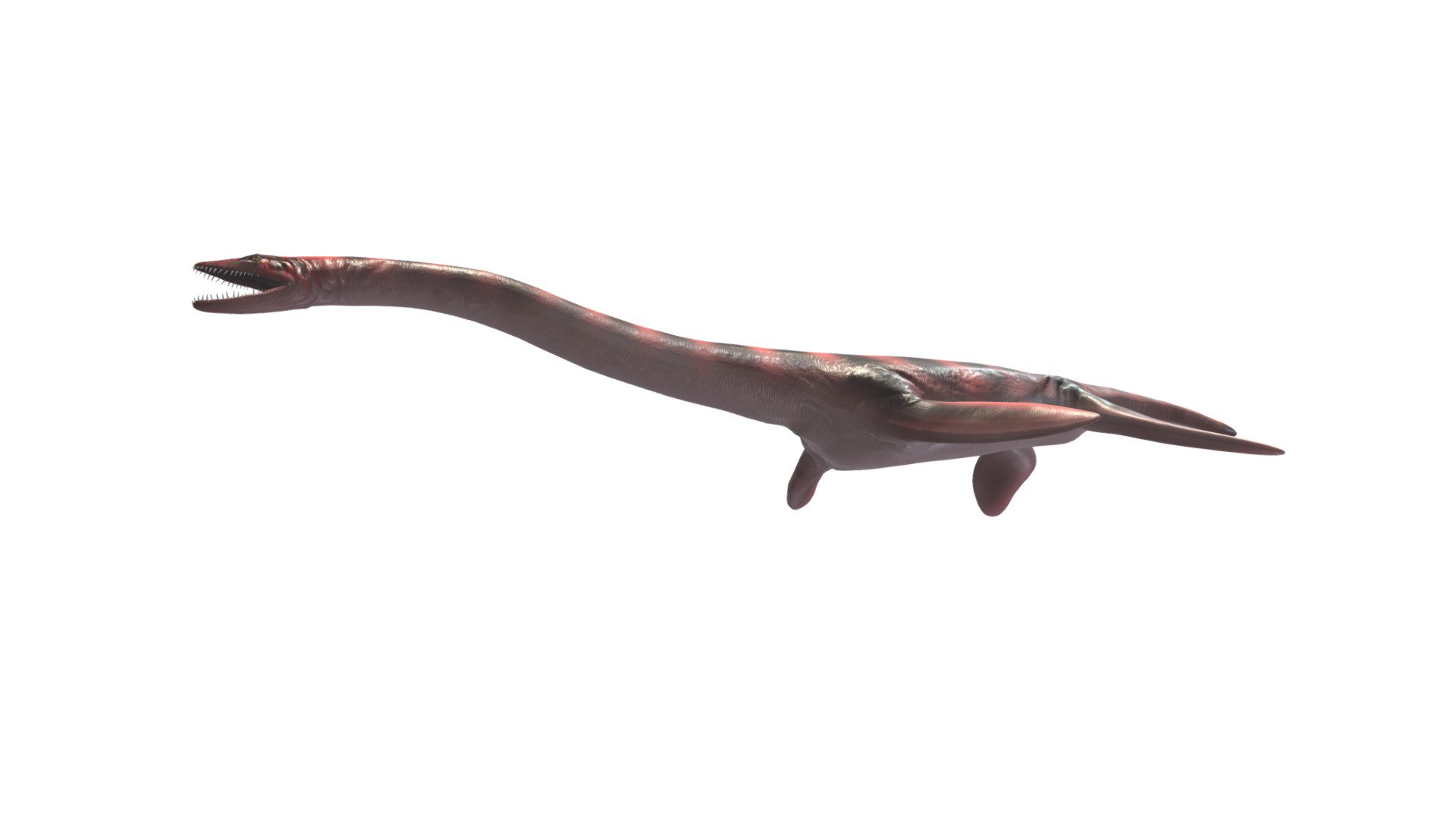 Plesiosaurus dolichodeirus 3d model