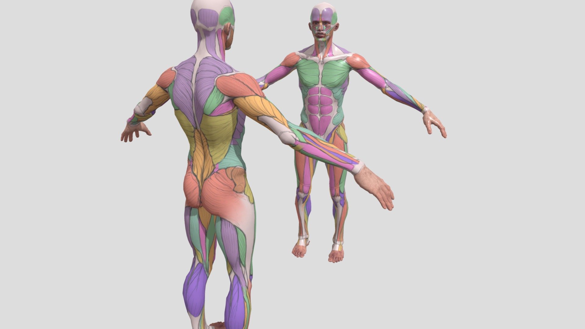 Anatomy 3d model