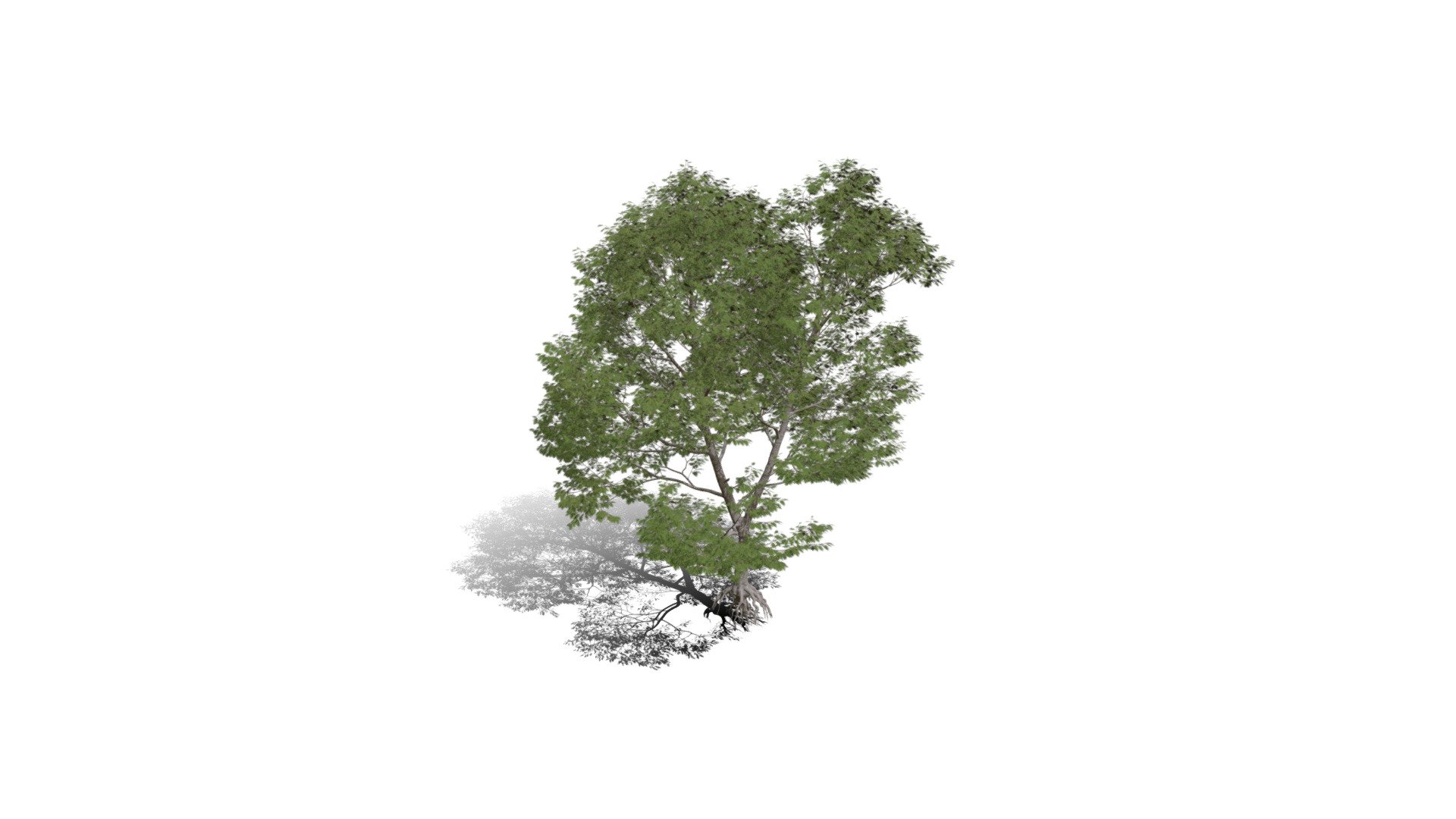 Realistic HD Northern red oak (48/138) 3d model