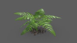 Fern