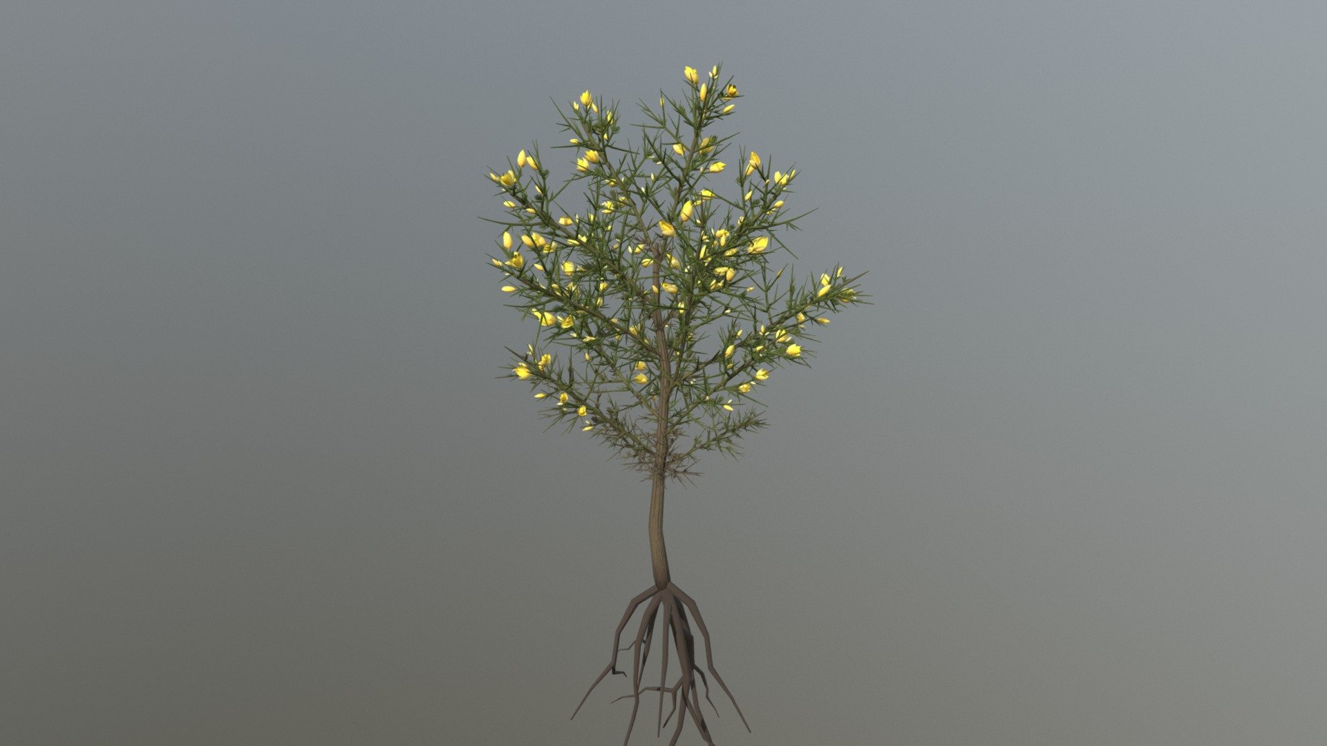 Retamo Espinoso (Ulex Europaeus) 3d model