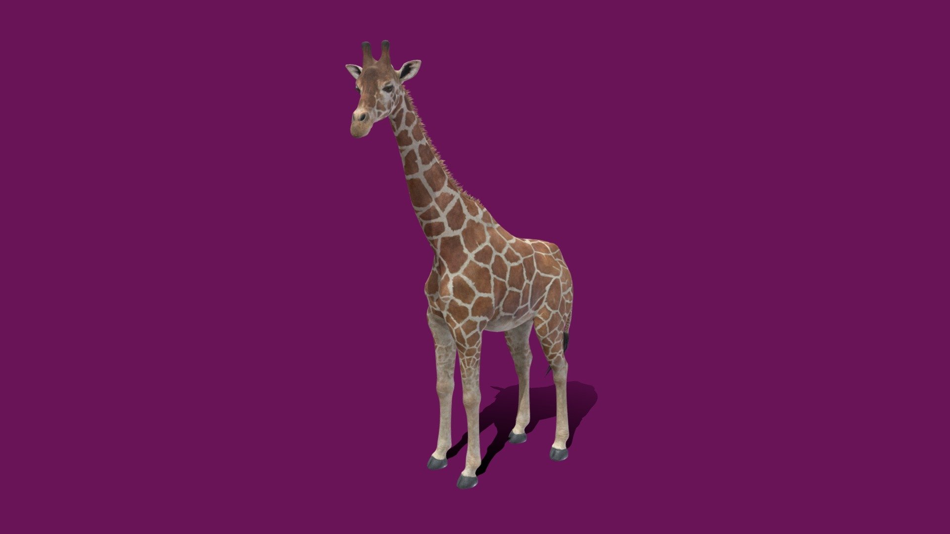 Giraffe (beautifulanimals.store) 3d model