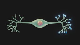 Bipolar Neuron Structure