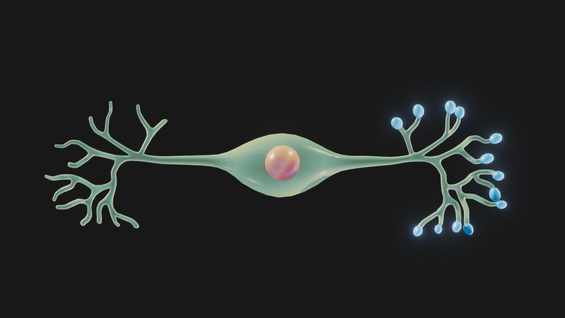 Bipolar Neuron Structure 3d model