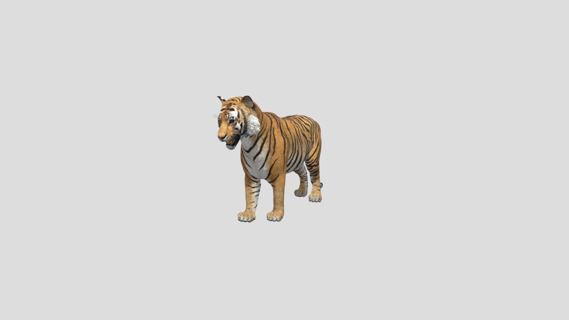 tigre 3d model