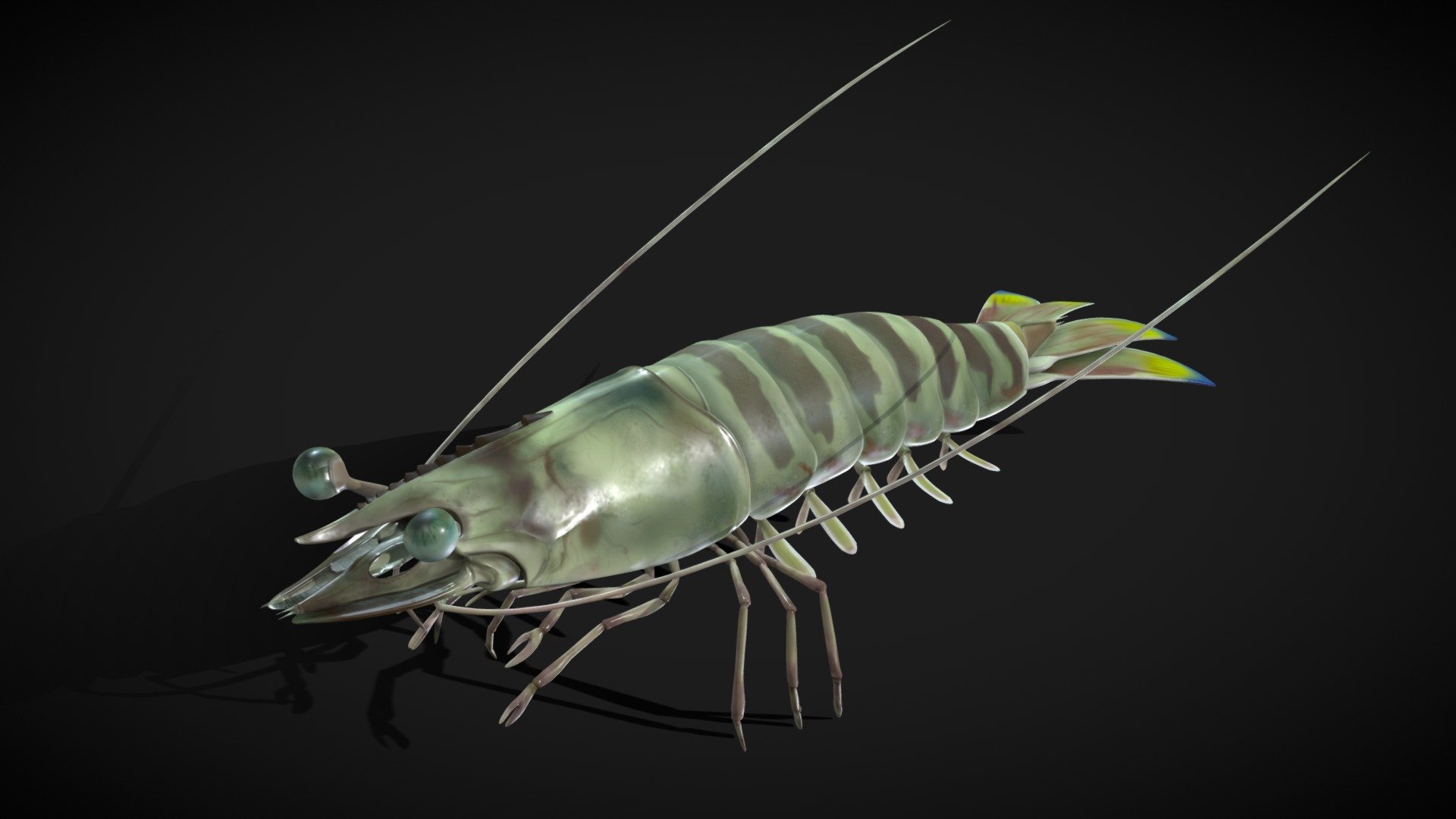 Panaeus Kerathurus 3d model