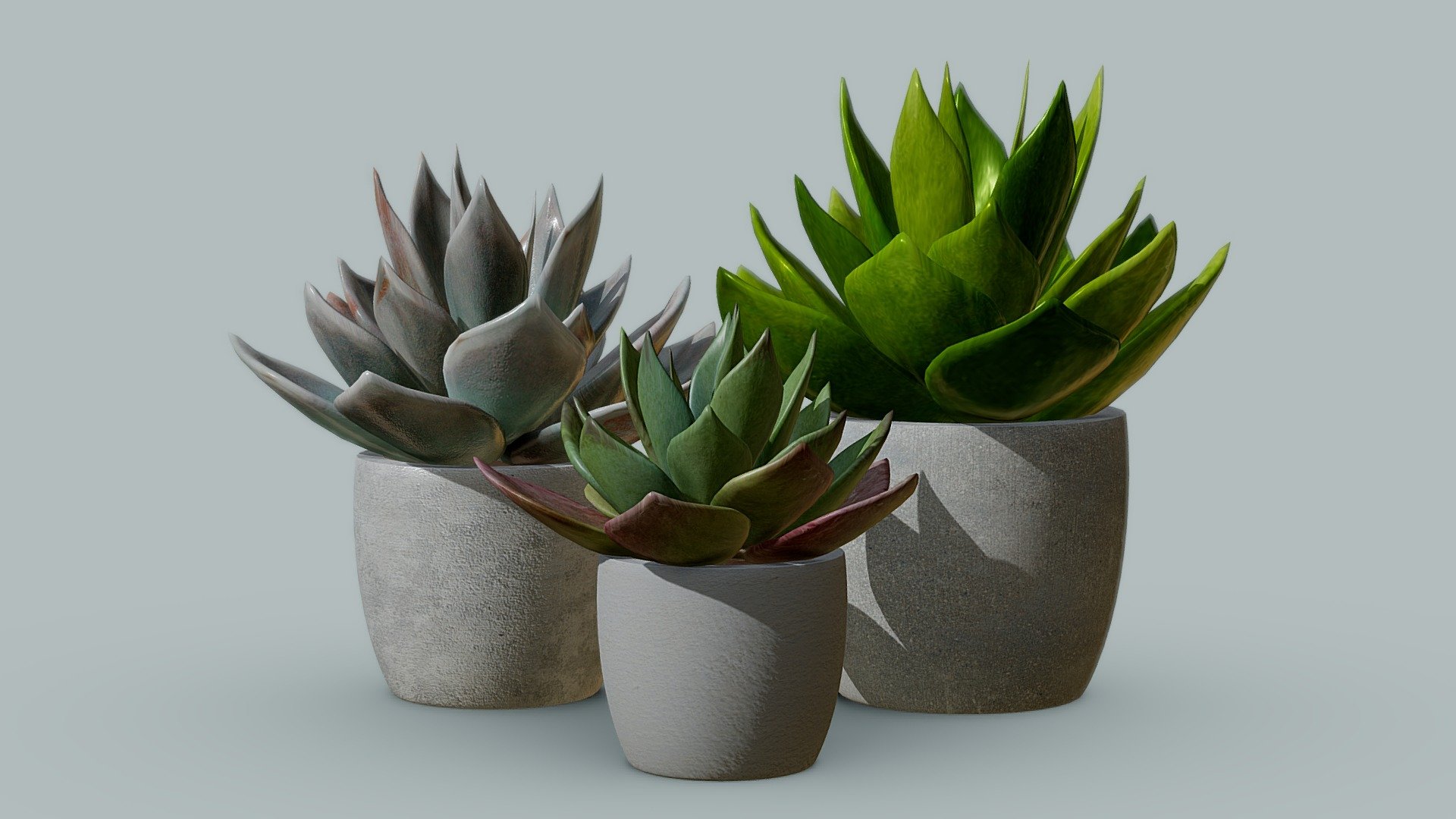 Succulent Jade Plants 3d model