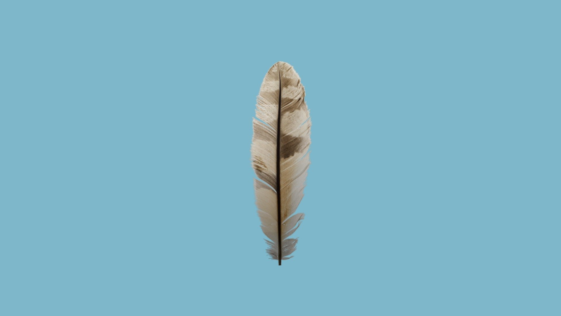 Feather 3d model