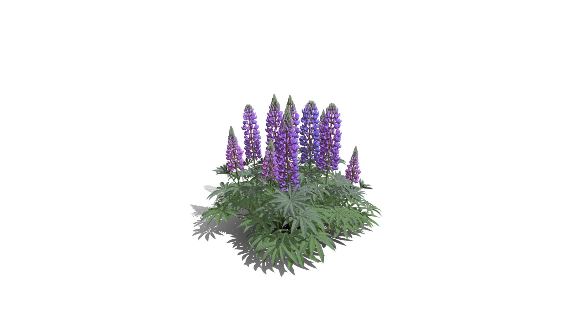 Realistic HD Large-leaved lupine (6/18) 3d model