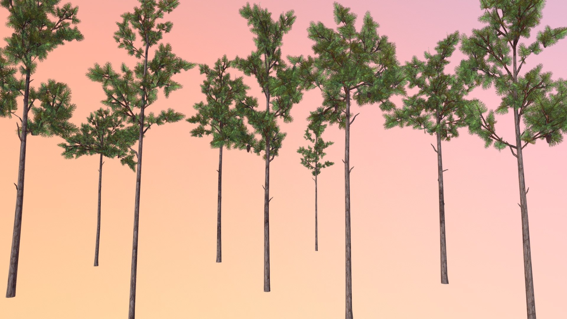 Longleaf pine (Pinus palustris) 3d model