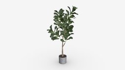 Artificial Ficus Plant in Pot