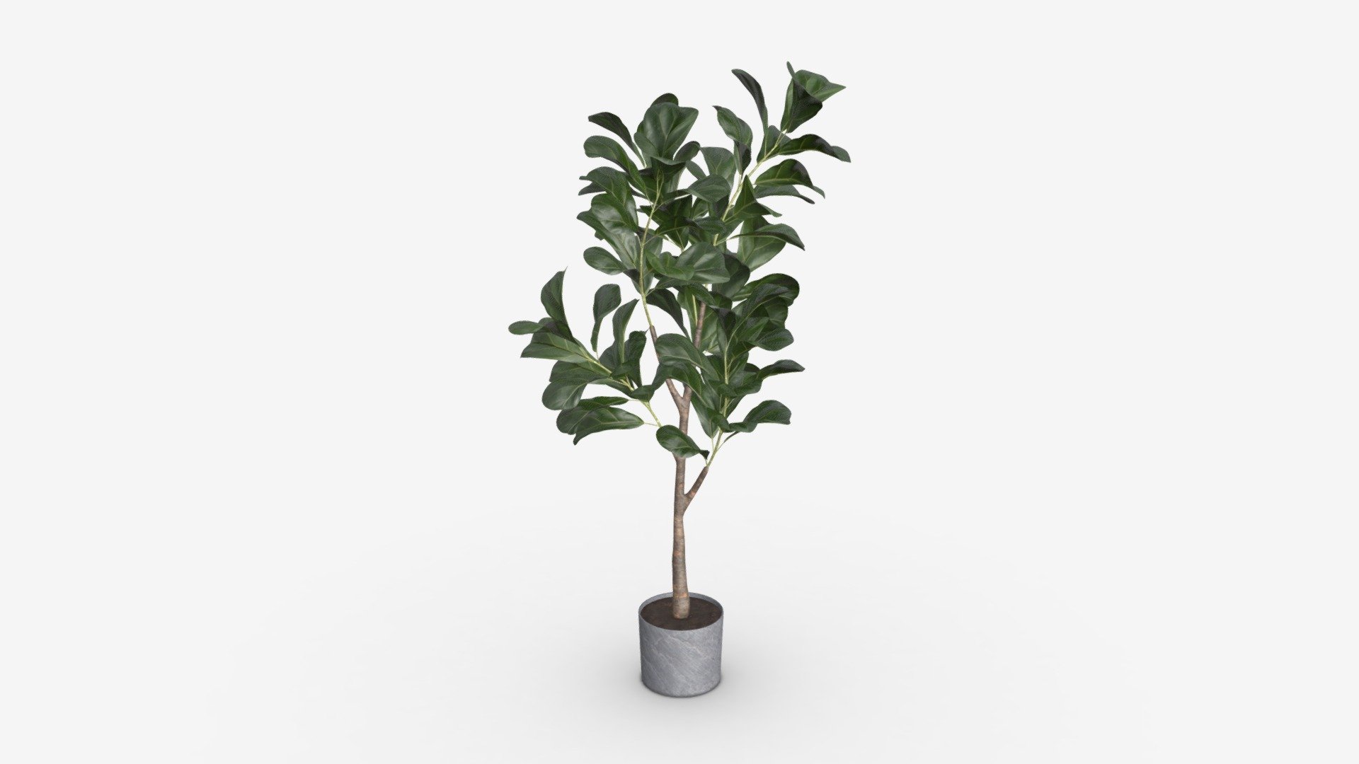 Artificial Ficus Plant in Pot 3d model