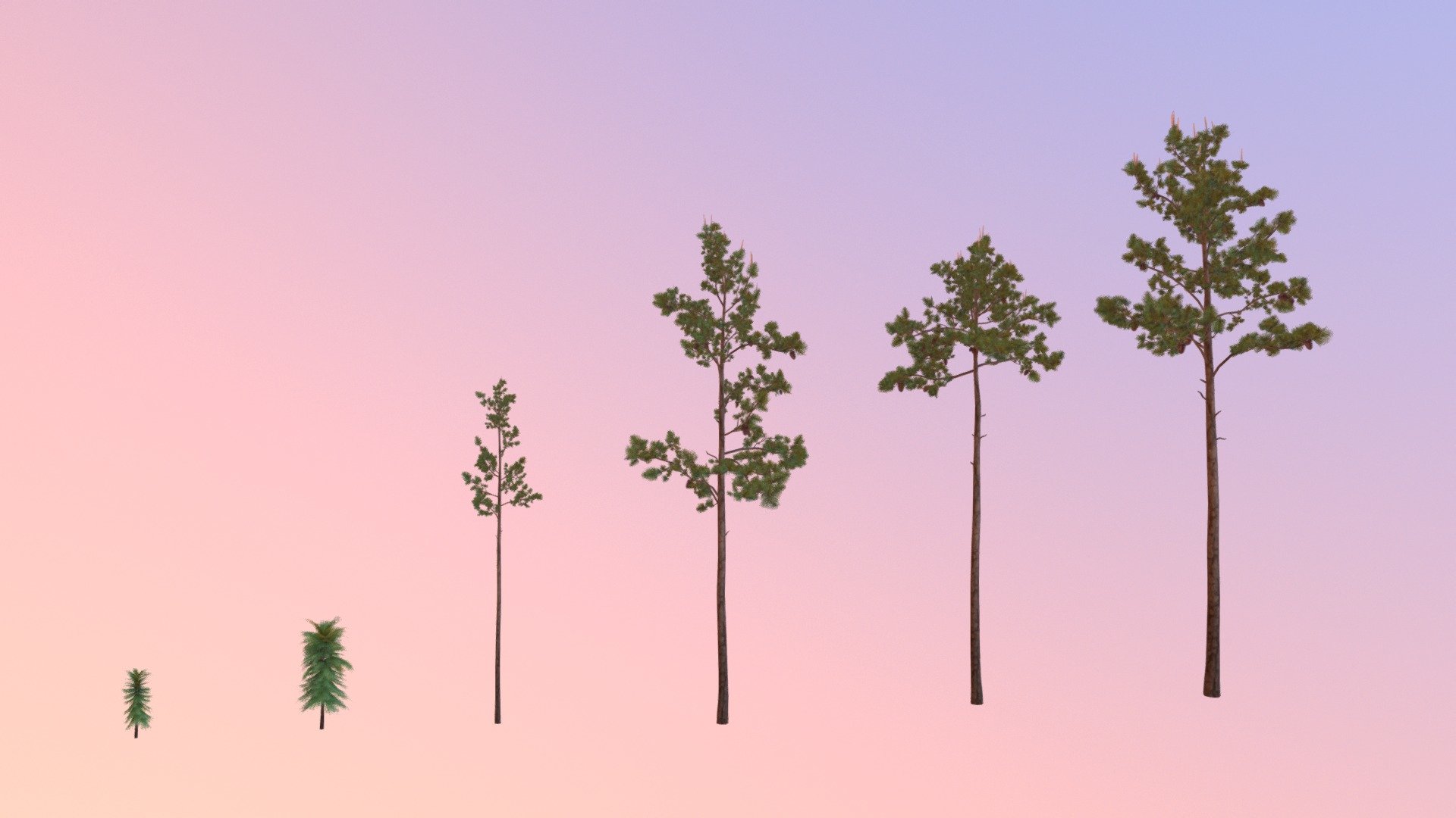 Longleaf pine (Pinus palustris) 3d model