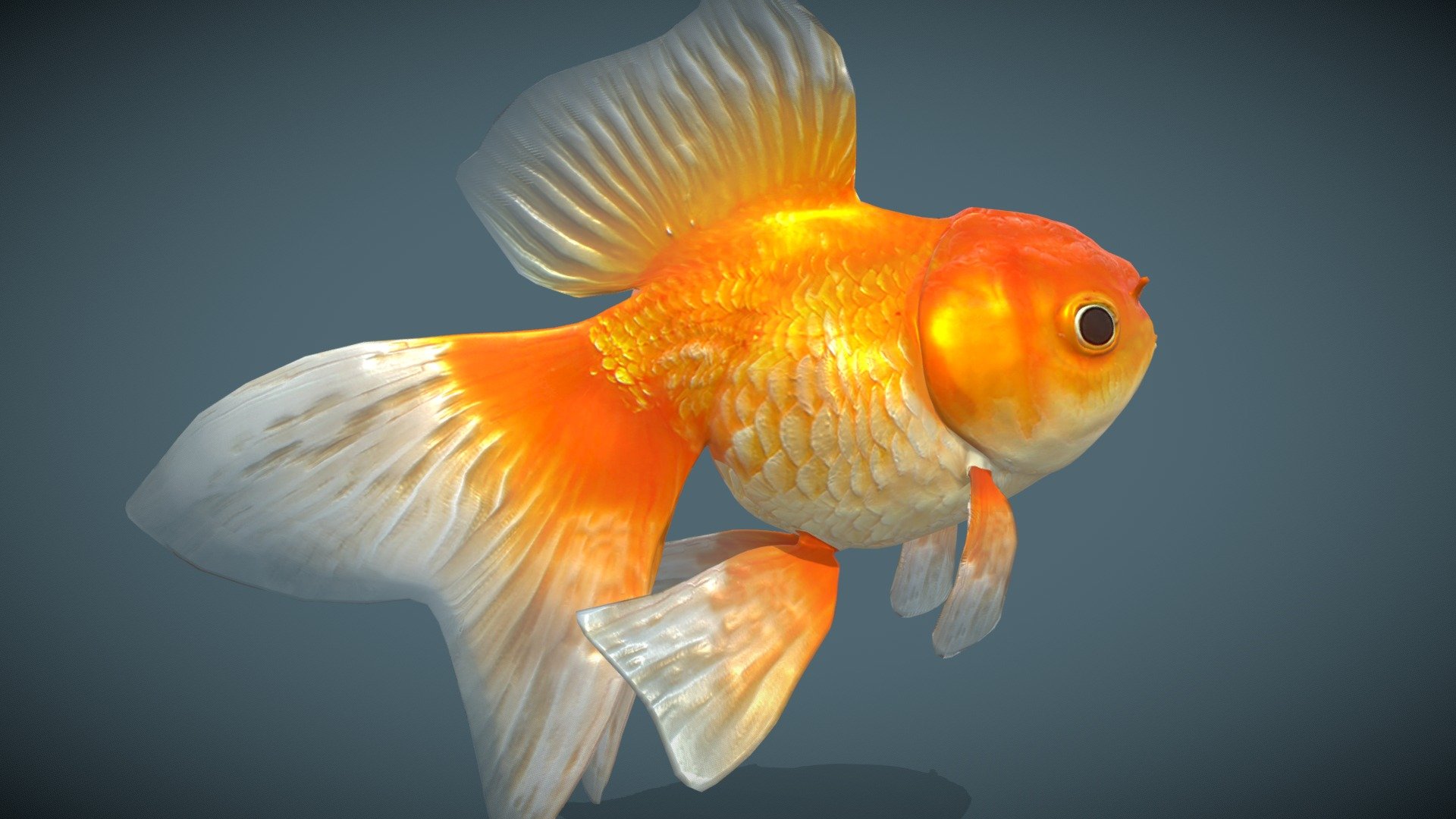 Goldfish_Variety 1 3d model