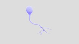 Unipolar Neuron