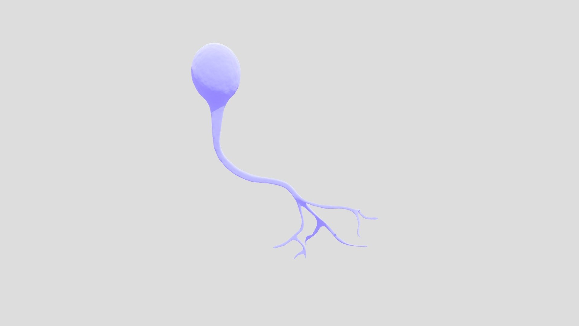 Unipolar Neuron 3d model