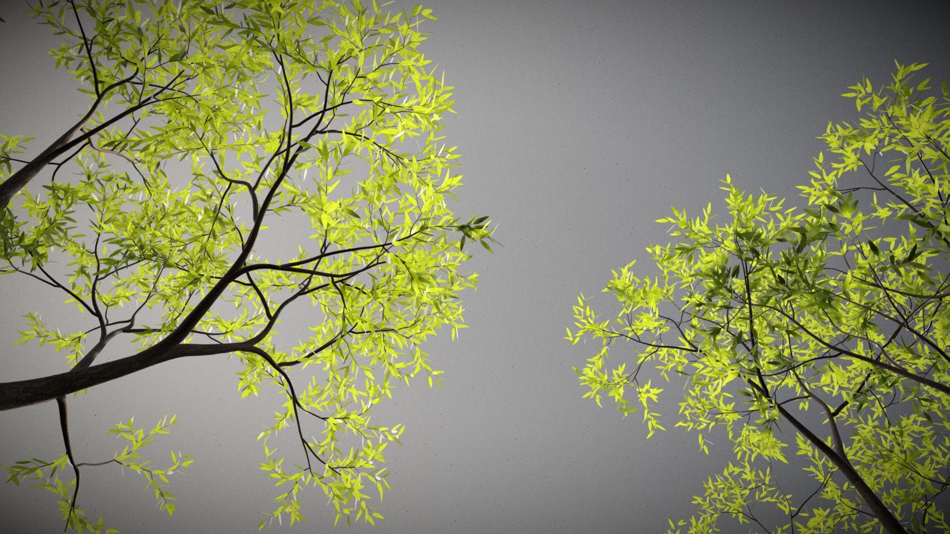 High Detail Ash Trees 3d model