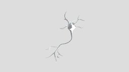 Multipolar Neuron