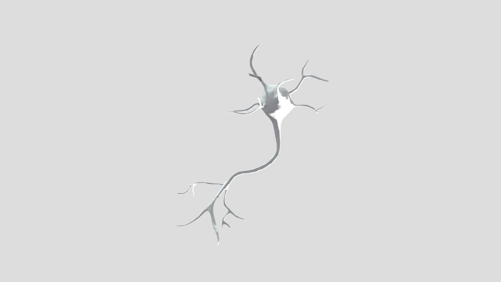 Multipolar Neuron 3d model