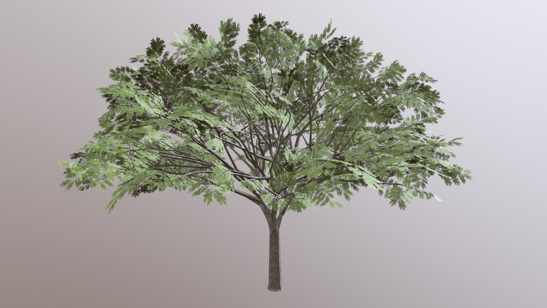 Rain Tree 3d model