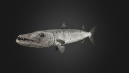 Barracuda