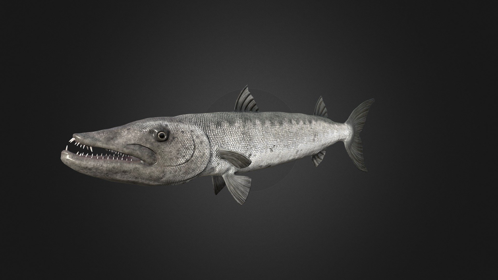 Barracuda 3d model