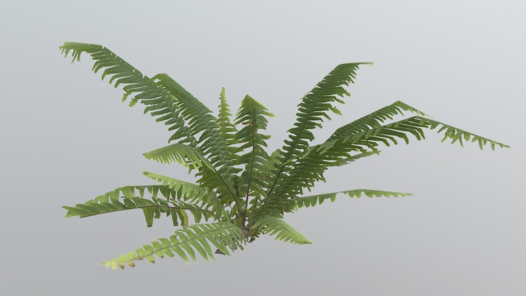 Fern 3d model