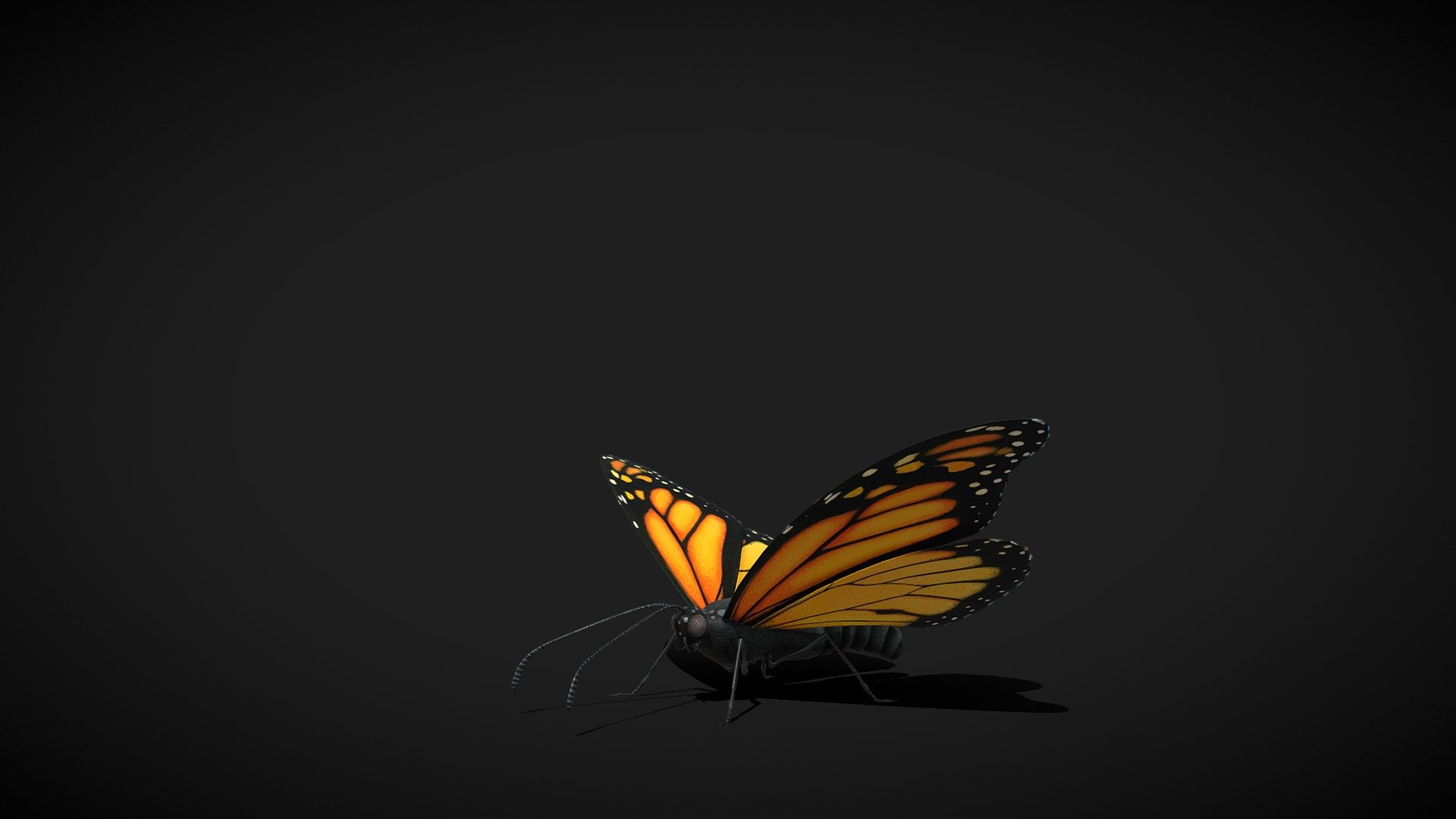 Fluttering Butterfly 3d model