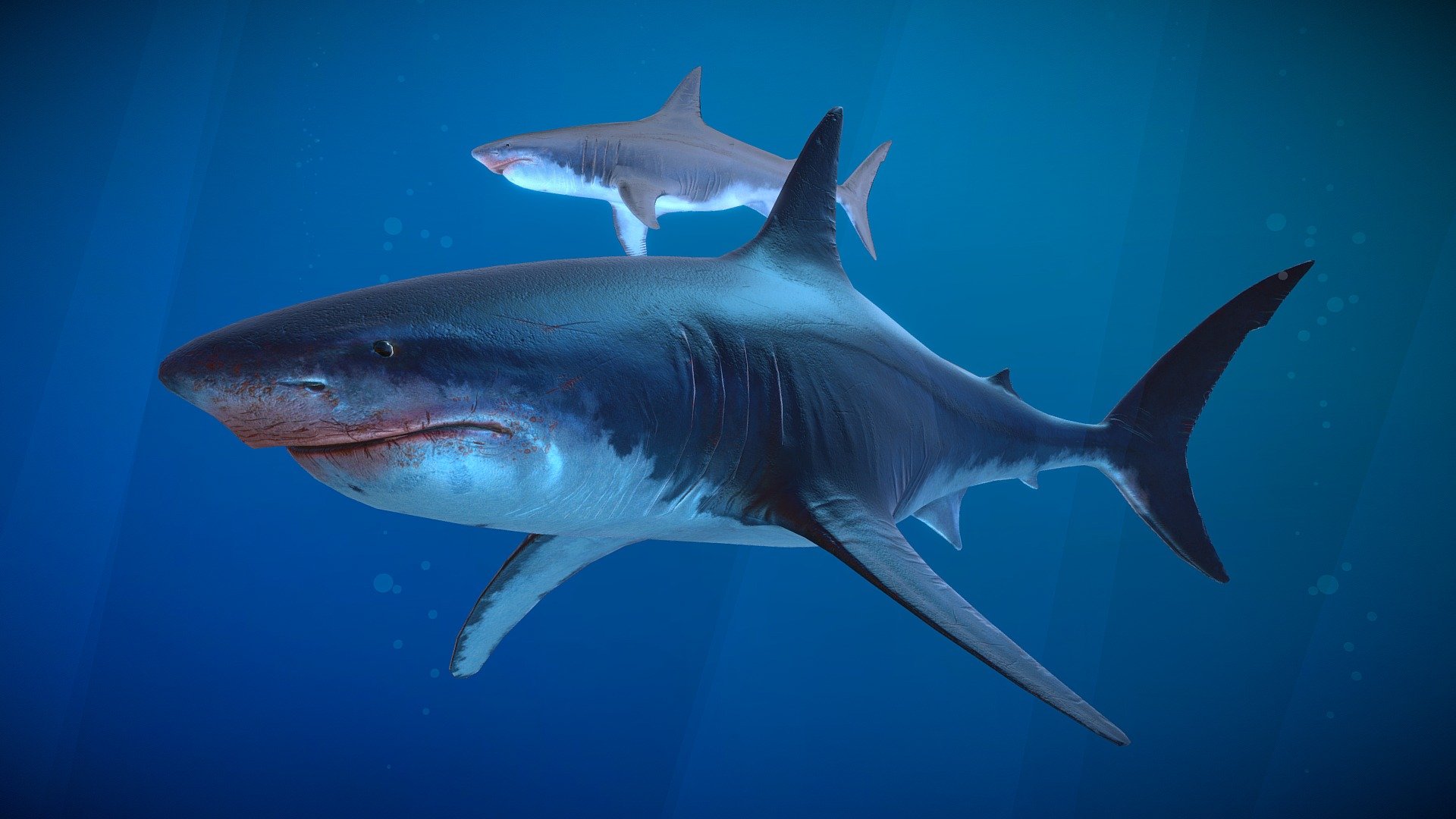 shark 3d model