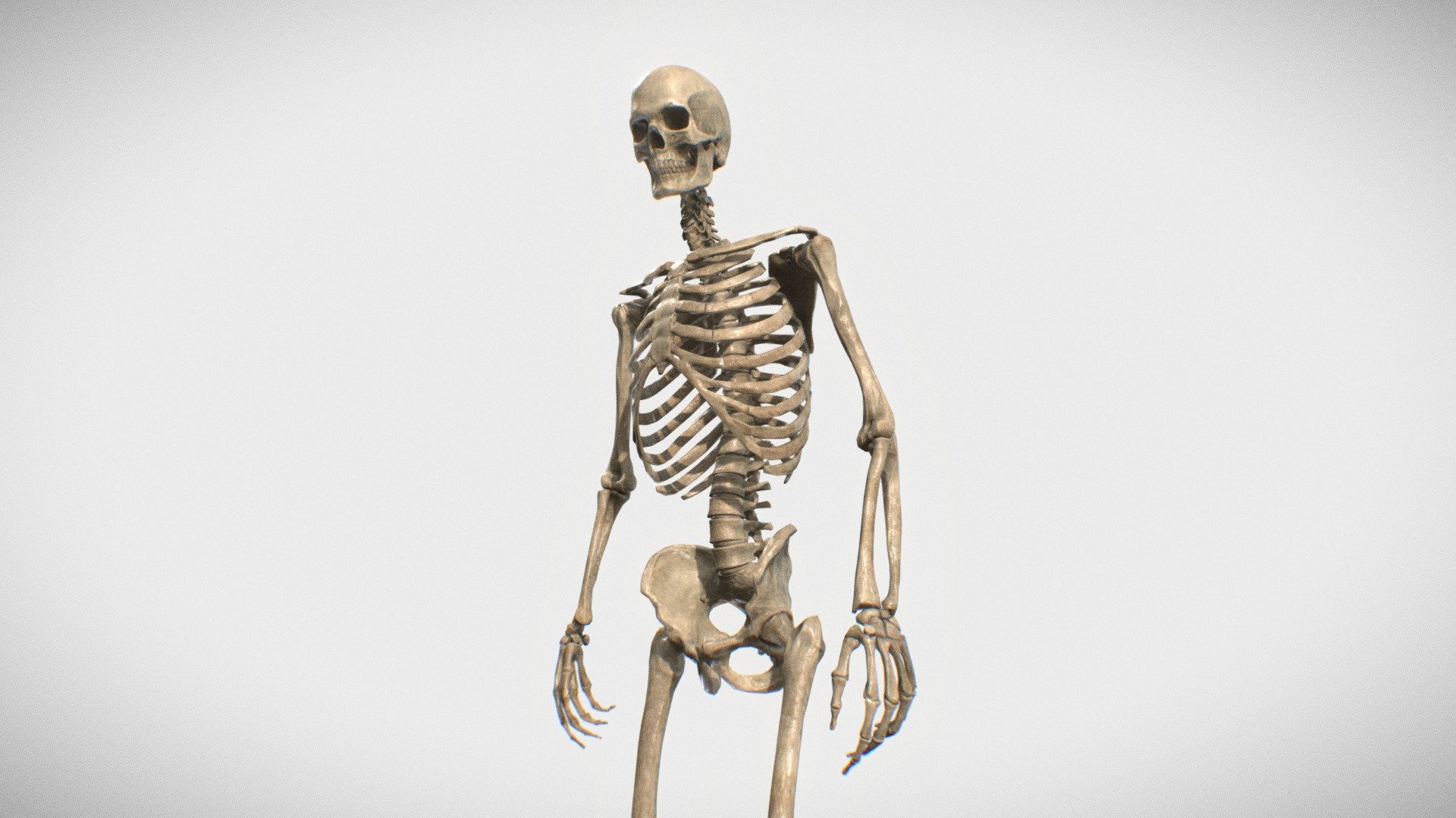 Skeleton 3d model