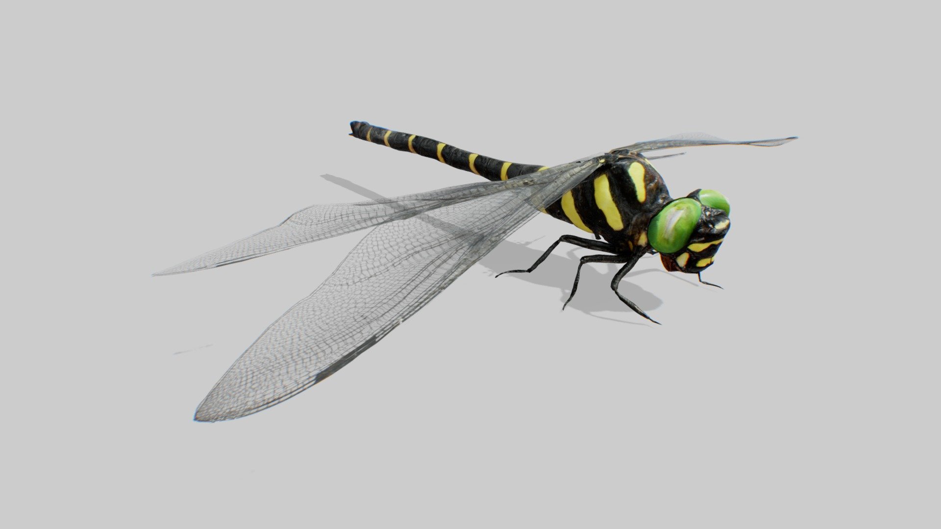 Dragonfly Oniyannma (JIP) 3d model