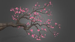 plum blossom