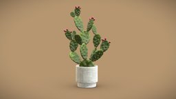 Cactus Opuntia