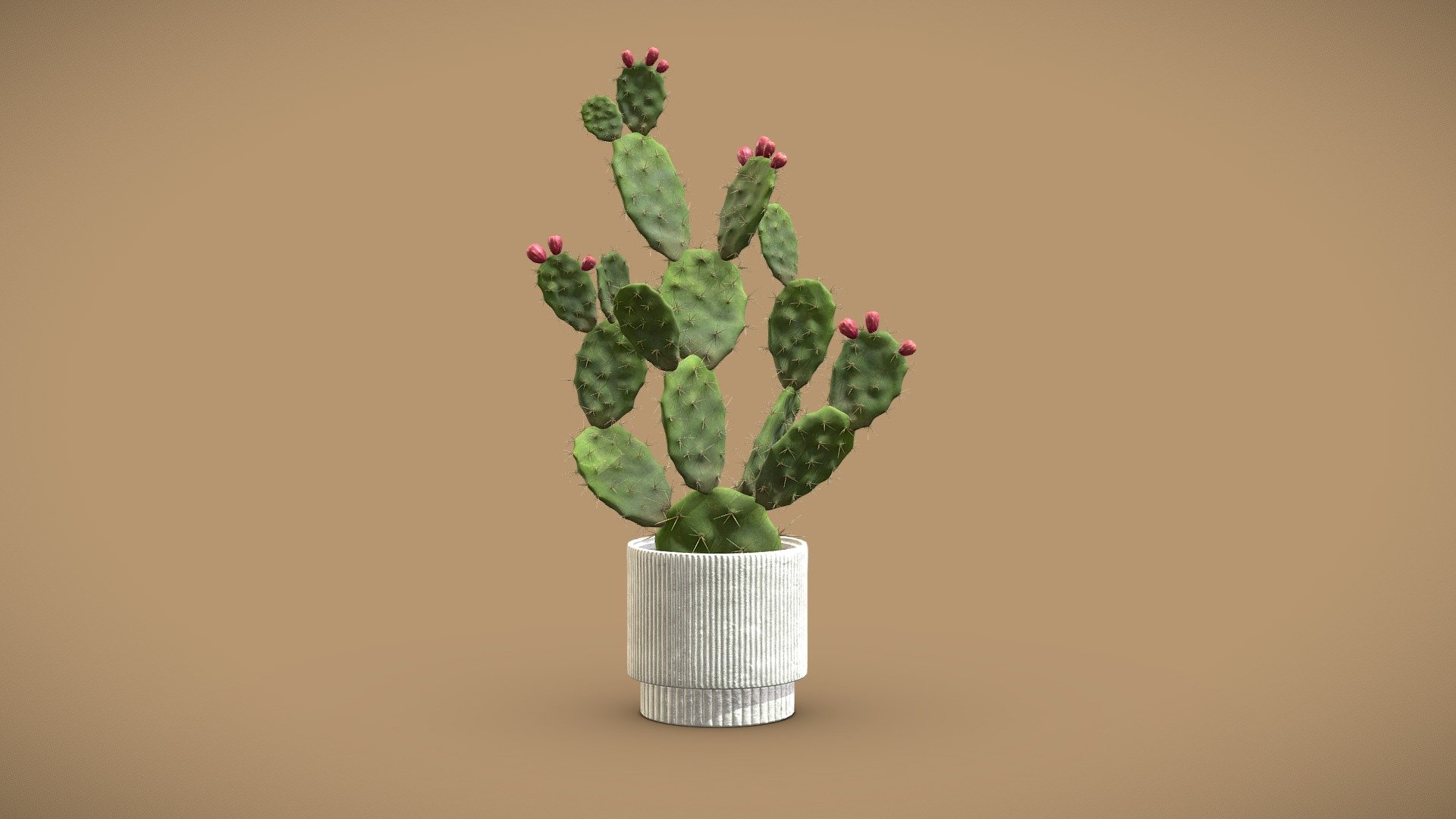 Cactus Opuntia 3d model