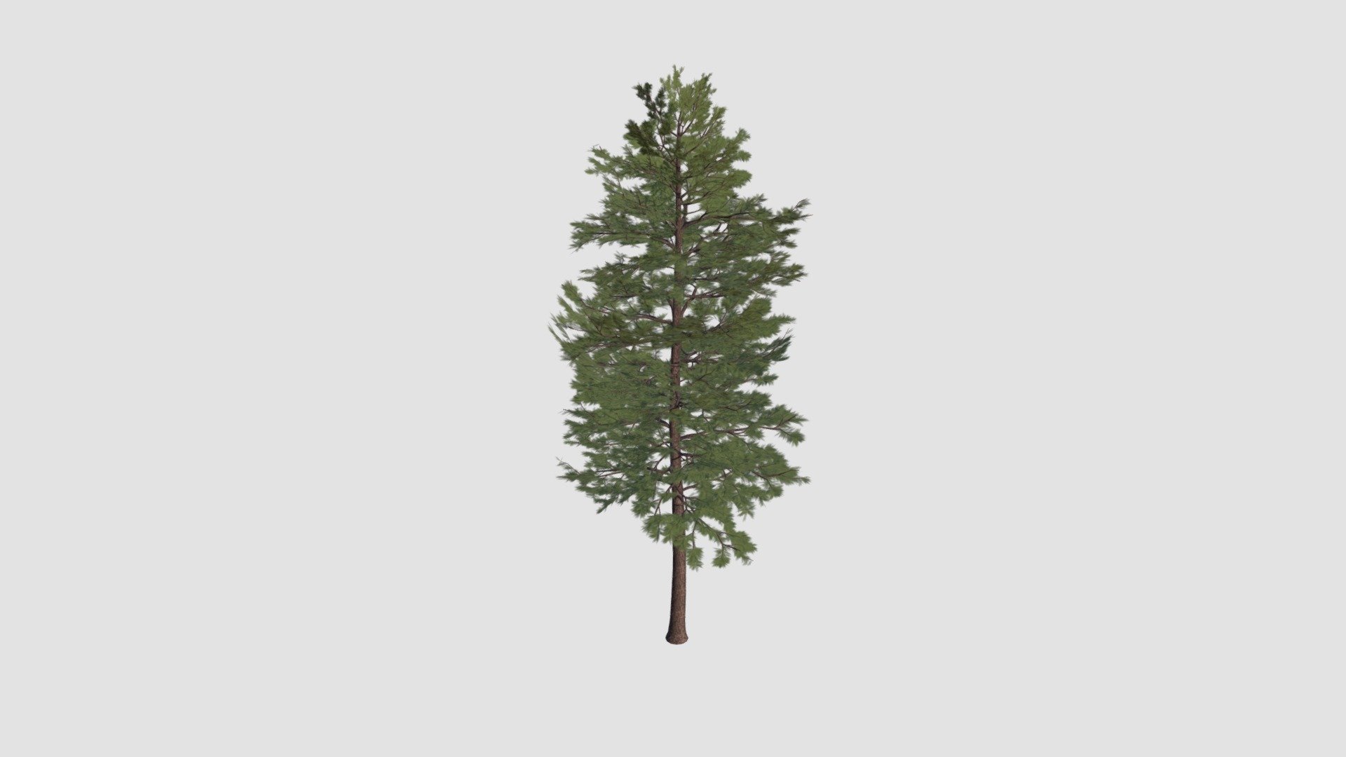 Pinus sylvestris Plant 3d model