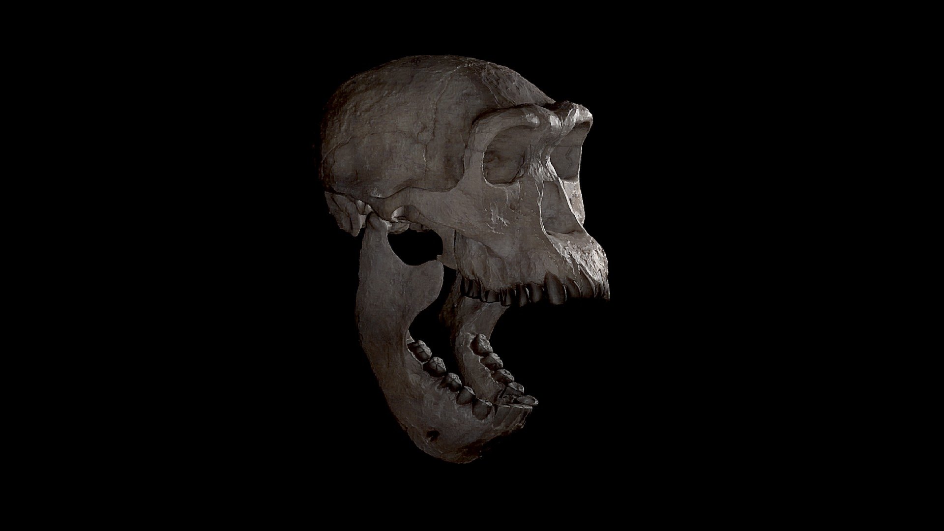 Skull of Homo Erectus Dmanisi 3d model