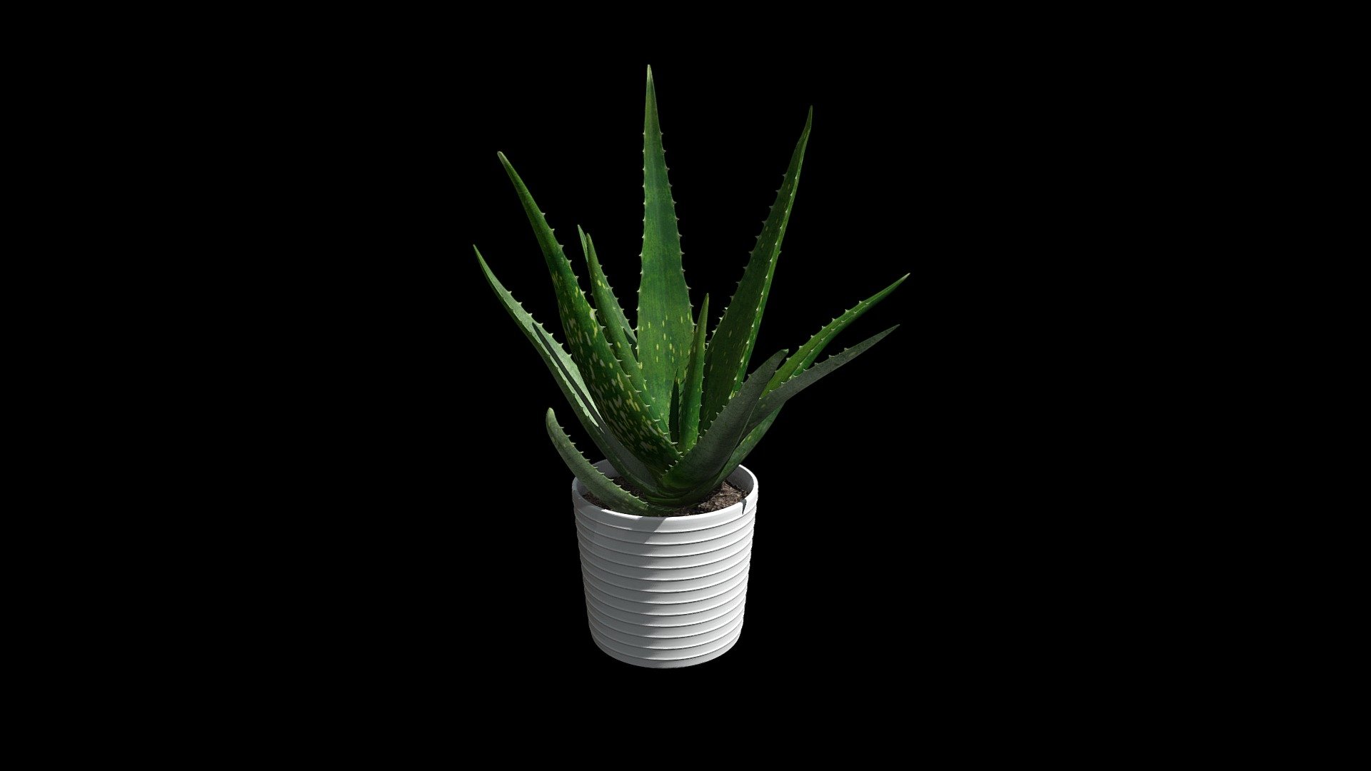 Plant Aloe Vera 001 3d model