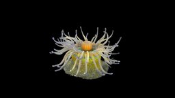 Blaschka Sea Anemone