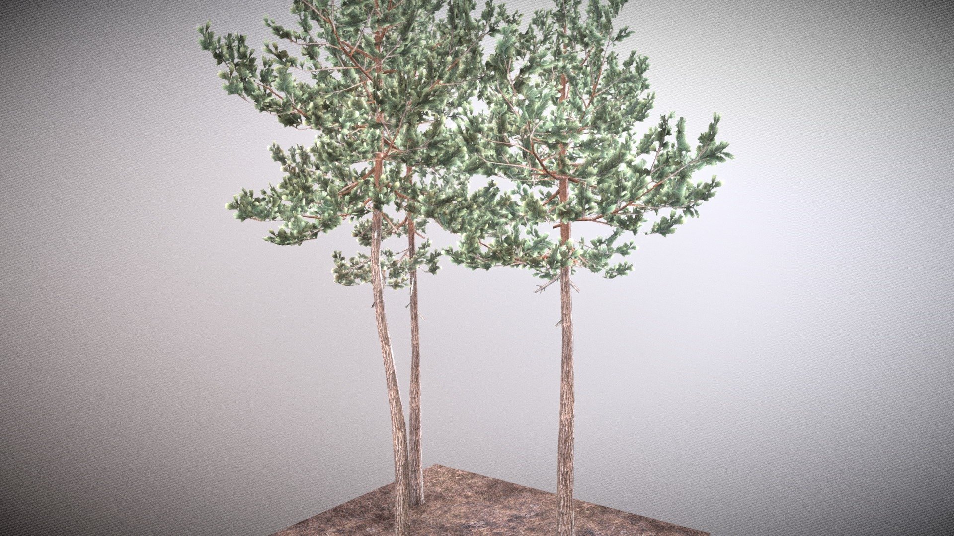 Scots Pines 3d model