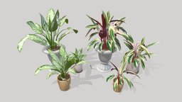 Indoor Plants