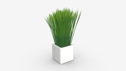 Decorative potted long grass