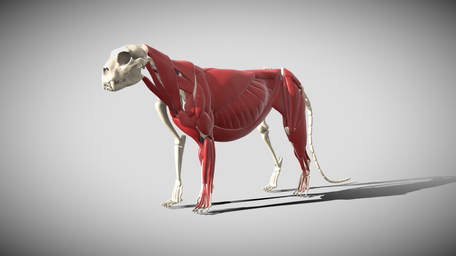 Leopard anatomy 3d model